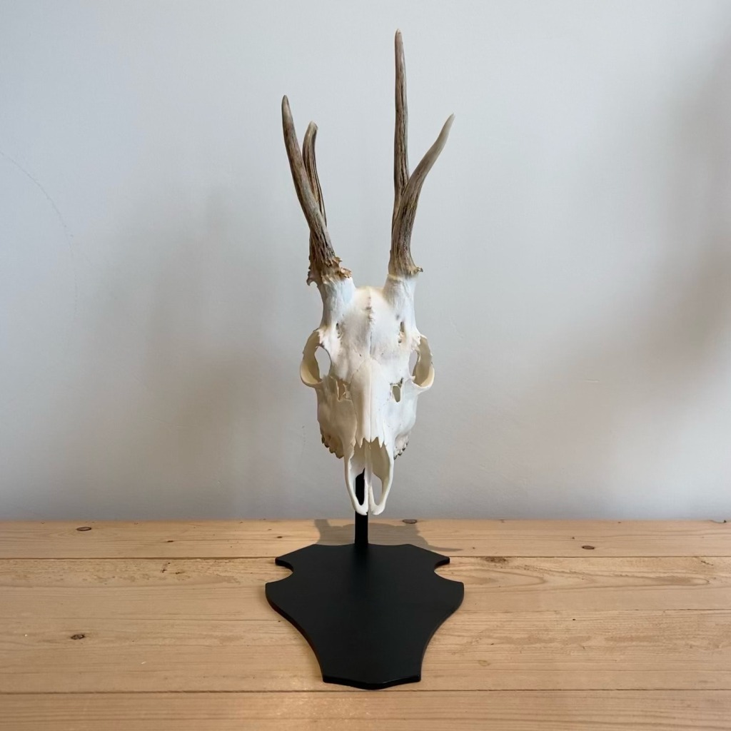 support-de-trophee-brocard-piedestal-parvus-deco-face