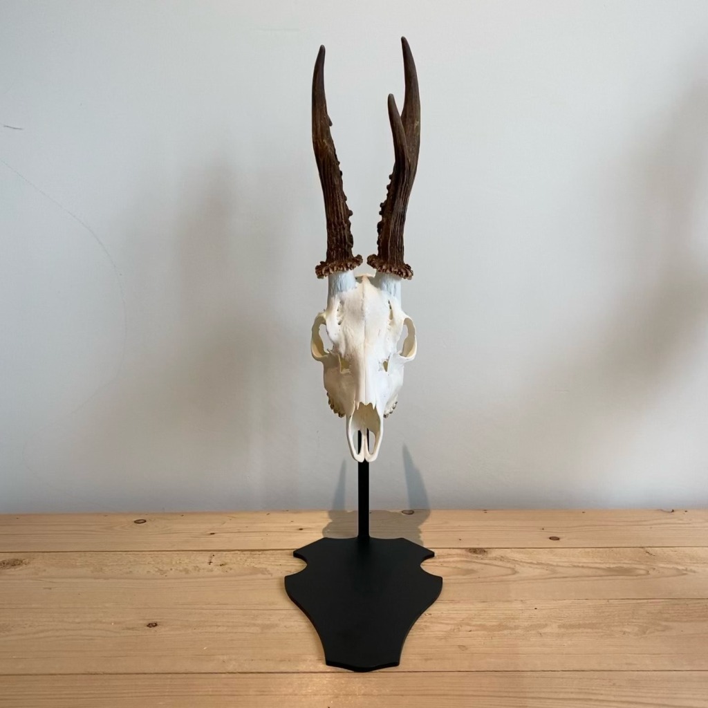 support-de-trophee-brocard-piedestal-parvus-massacre-chevreuil