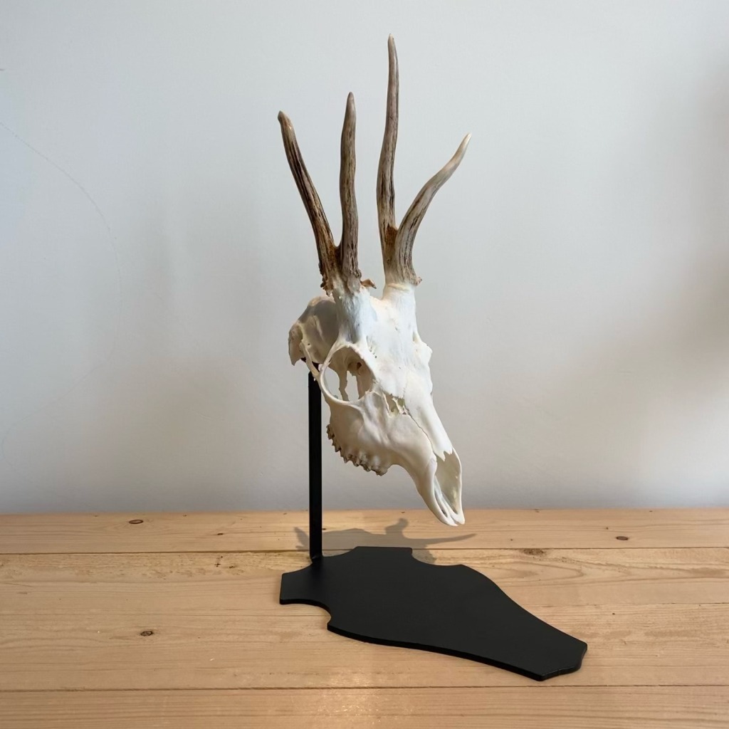 support-de-trophee-brocard-piedestal-parvus-tete-bizarde